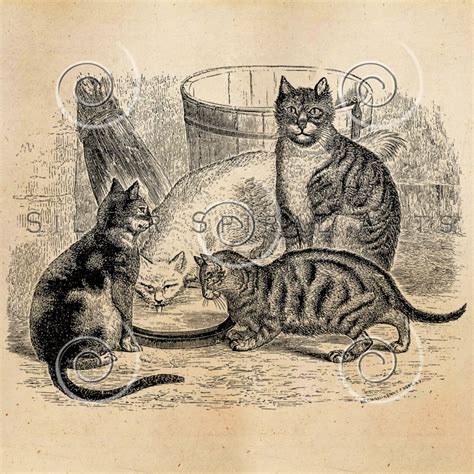 vintage cat illustration